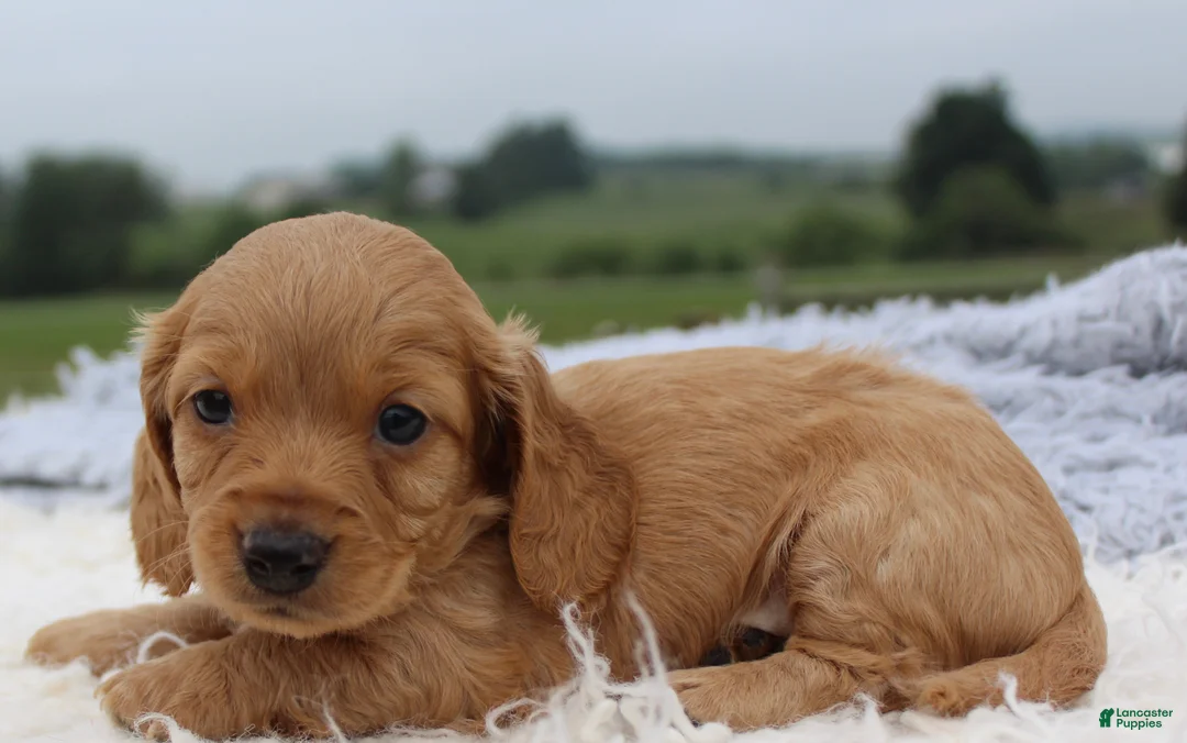 Miniature Dachshund dogs for sale: Miniature Dachshund 2 - Ad 2