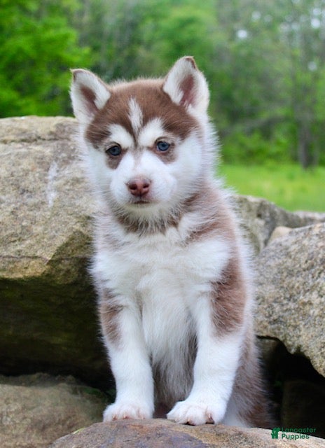 Pomsky dogs Violet - Ad 2