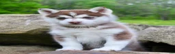 Pomsky dogs for sale: Violet - Ad 2