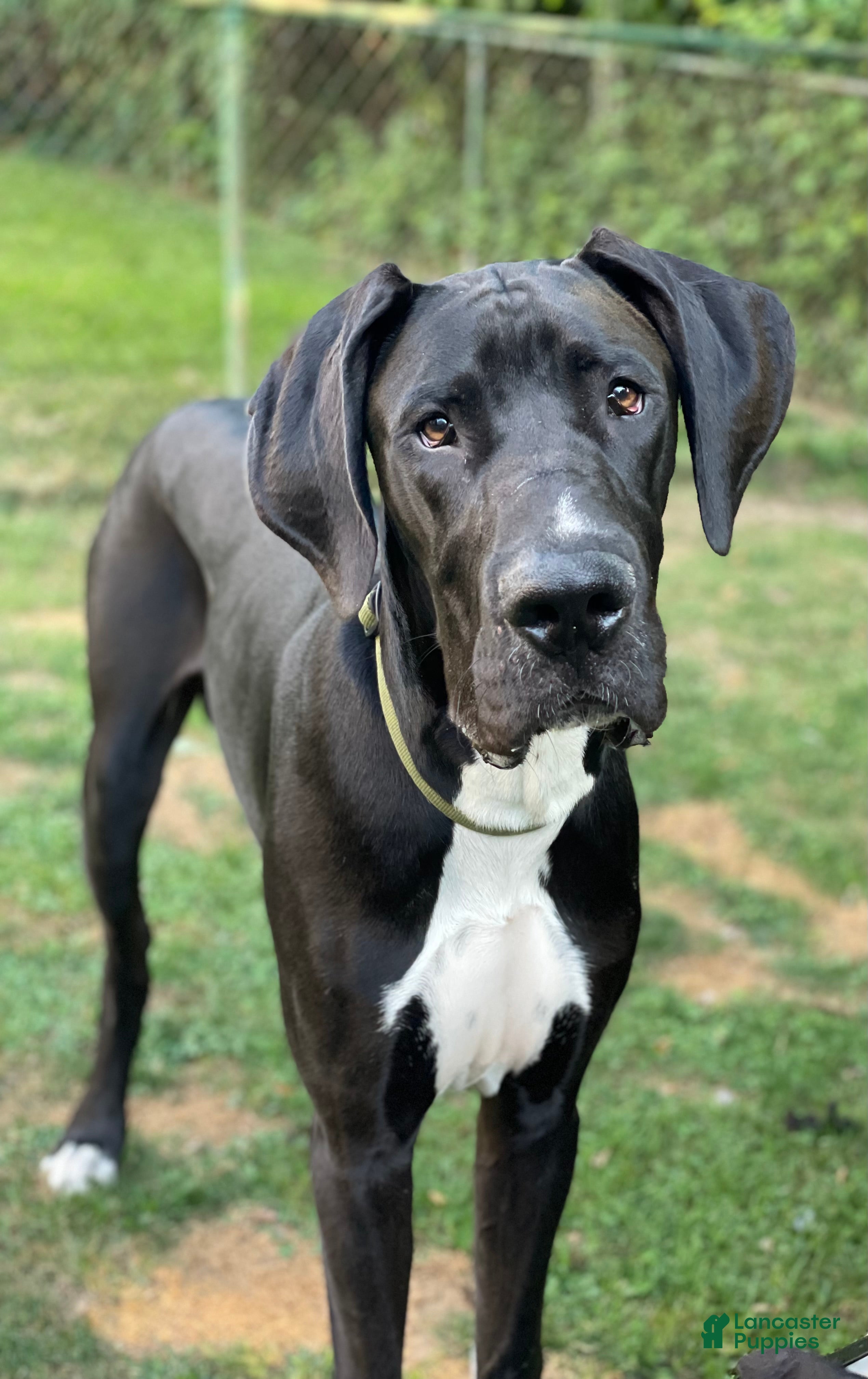 Gunner