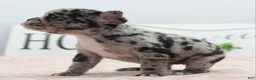 Mixed Breed dogs for sale: Ruby merle - Ad 22