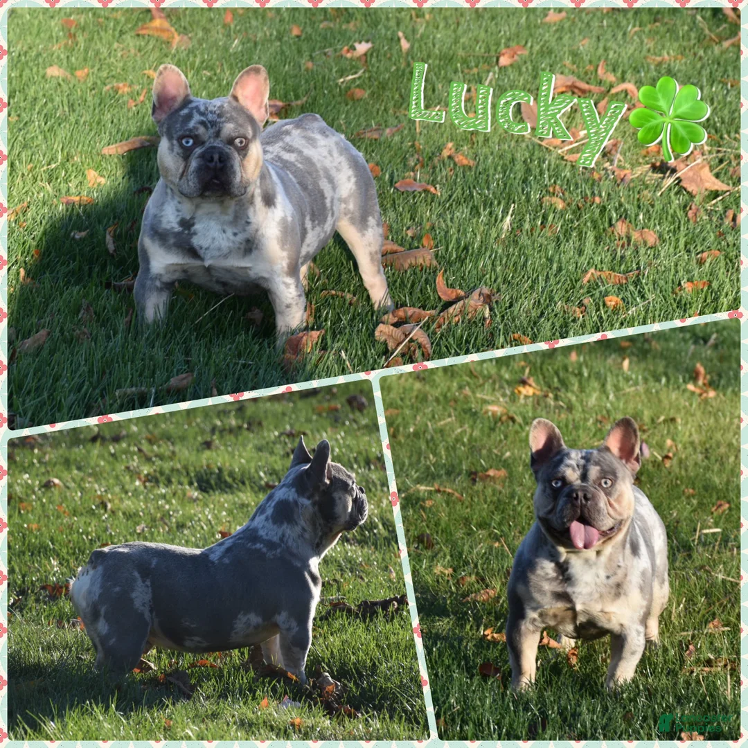 French Bulldog dogs for sale: Orlando - Ad 6