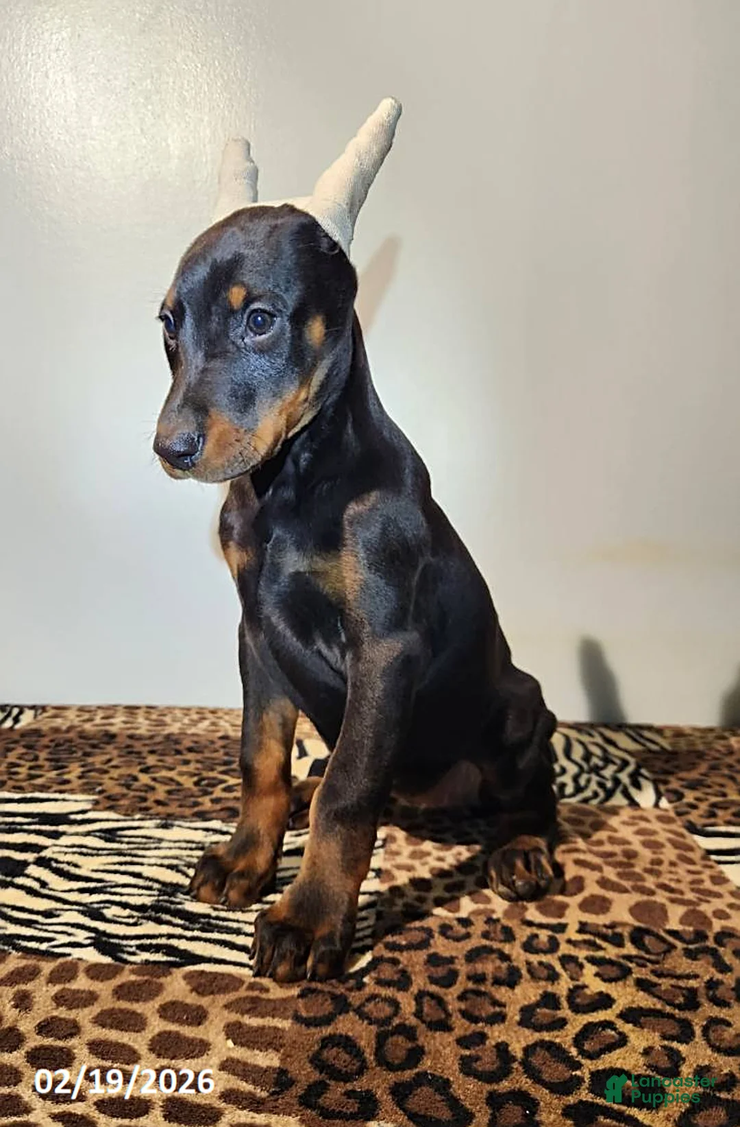 Doberman Pinscher dogs for sale: Roxy - Ad 5