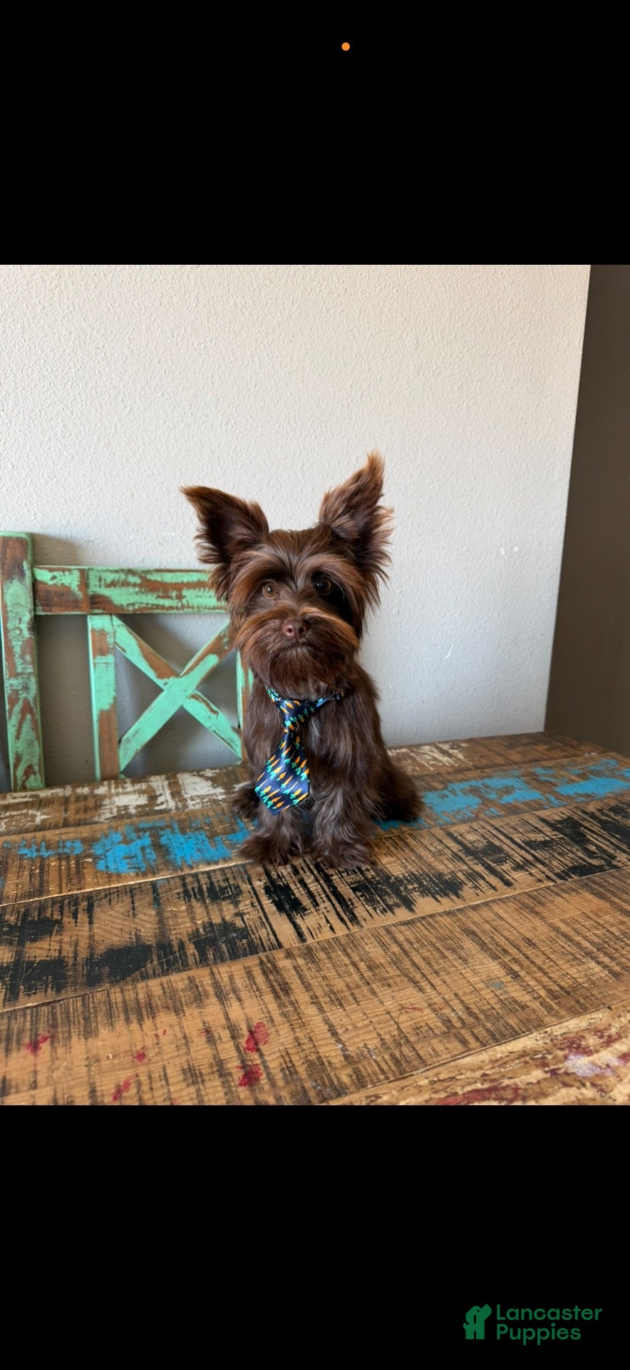 Yorkshire Terrier dogs KB Chocolate Boy Rocky - Ad 2