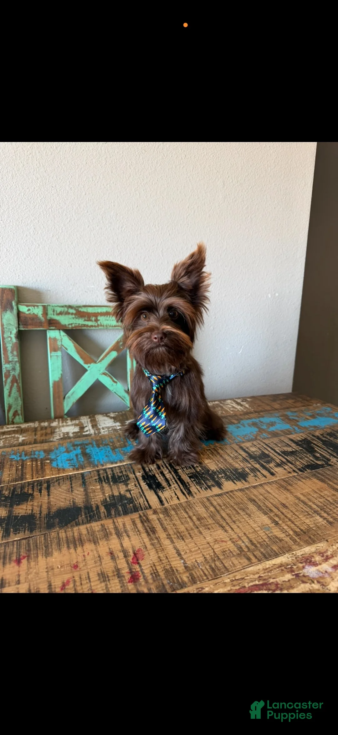 Yorkshire Terrier dogs for sale: KB Chocolate Boy Rocky - Ad 2