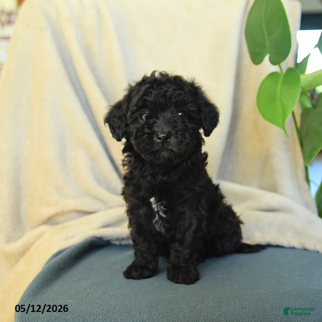 Havapoo dogs for sale: Midnight - Ad 1