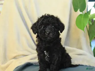 Havapoo dogs for sale: Midnight - Ad 3