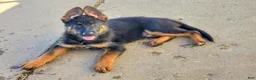 German Shepherd dogs for sale: German Shepherd 4 - Ad 6