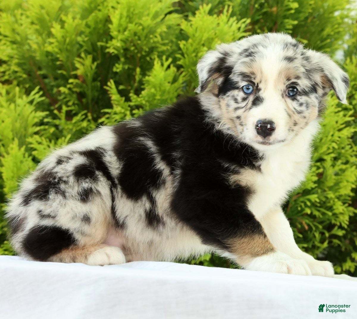 Australian Shepherd dogs Flower - Ad 2