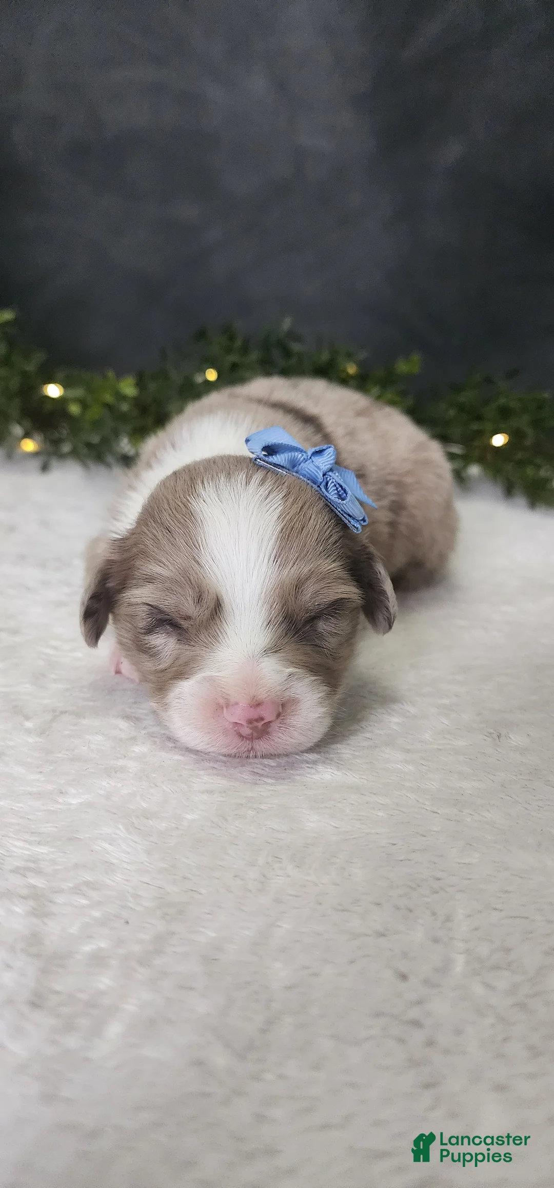 Miniature Australian Shepherd dogs for sale: Charlie  - Ad 1
