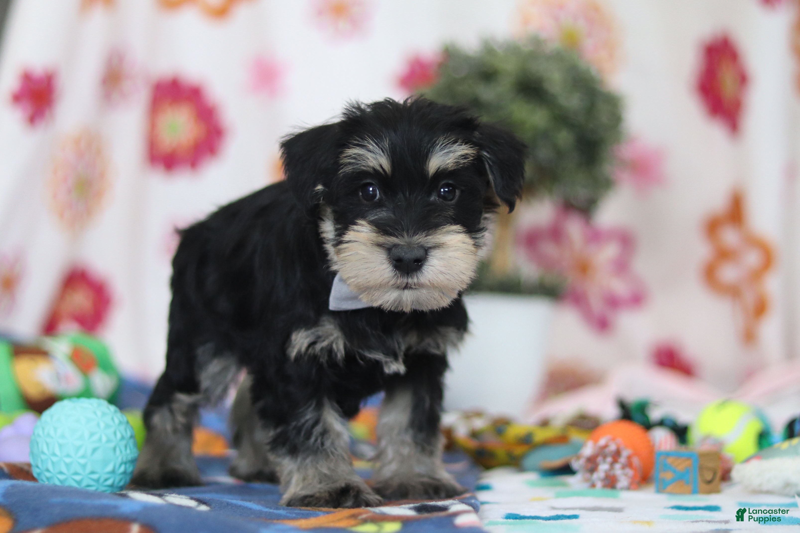 Miniature Schnauzer dogs Kenan - Ad 2