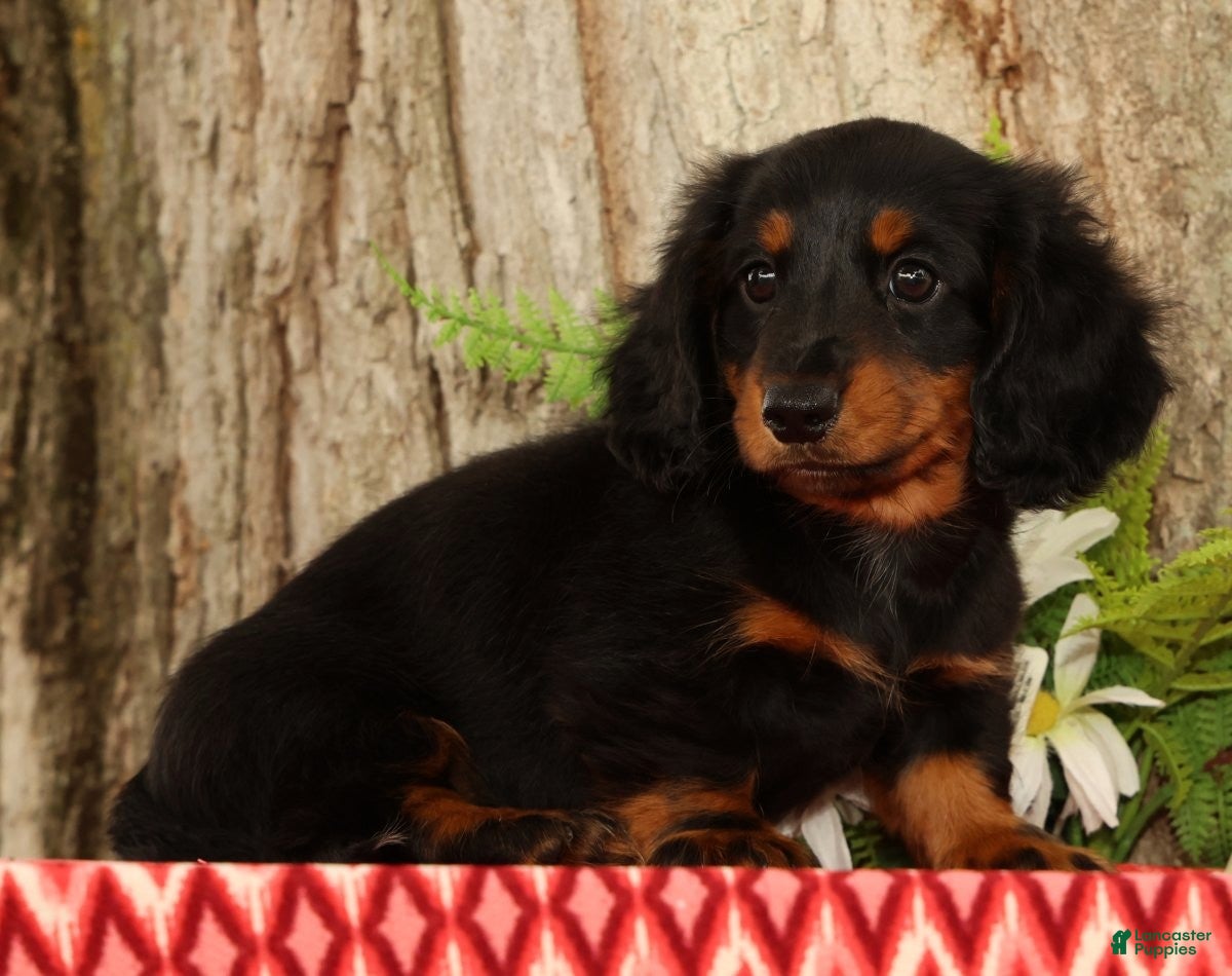 Miniature Dachshund dogs Thumper - Ad 2