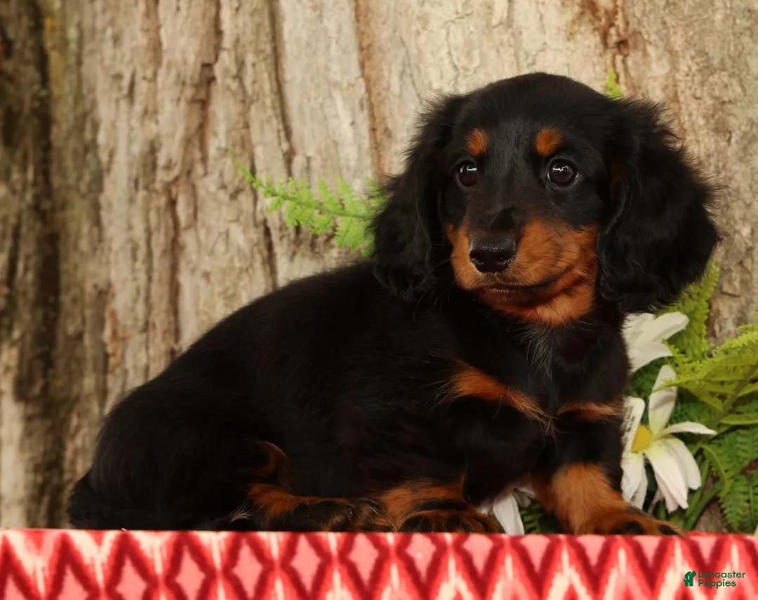 Miniature Dachshund dogs for sale: Thumper - Ad 2