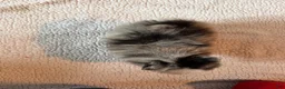 Pomeranian dogs for sale: Geppetto - Ad 4