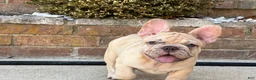 French Bulldog dogs for sale: Buddy - Ad 7