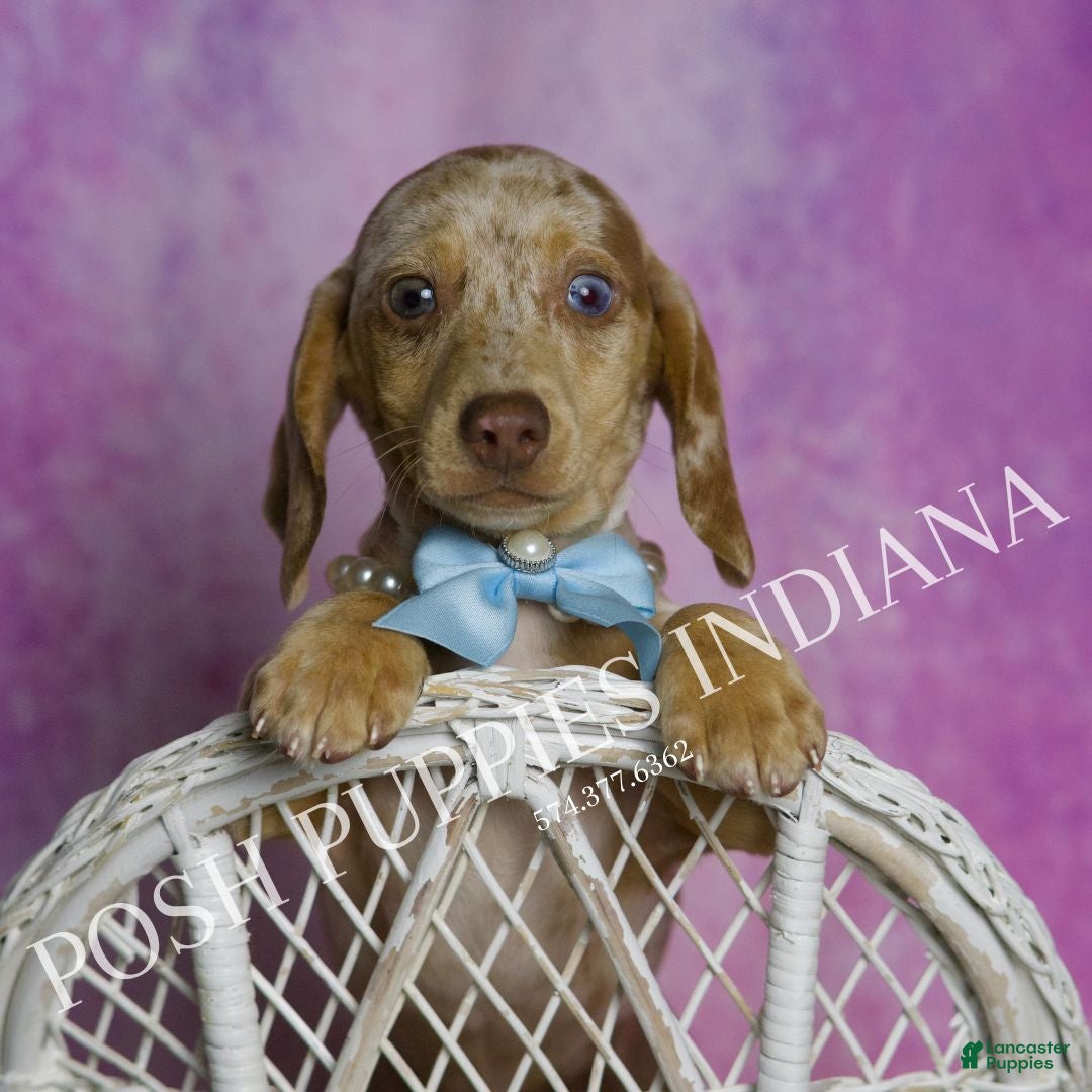 Miniature Dachshund dogs for sale: Arnold - Ad 1