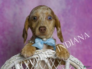 Miniature Dachshund dogs Arnold - Ad 37