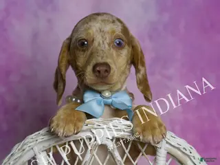 Miniature Dachshund dogs Arnold - Ad 30