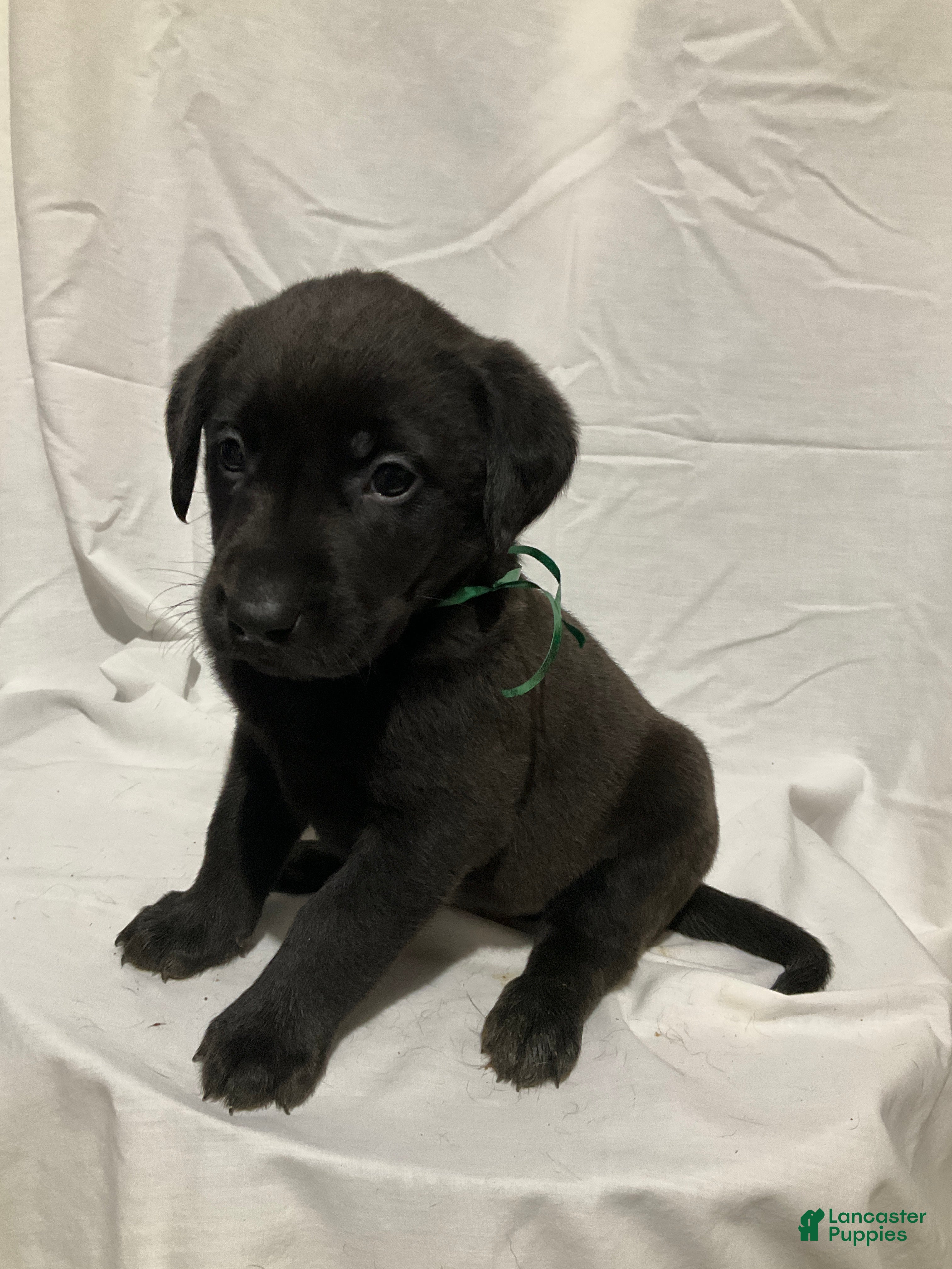 Labrador Retriever dogs Cooper - Ad 22
