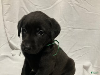 Labrador Retriever dogs Cooper - Ad 36