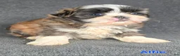 Shih Tzu dogs for sale: Alfie - Ad 1