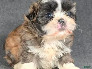Shih Tzu dogs Alfie - Ad 23