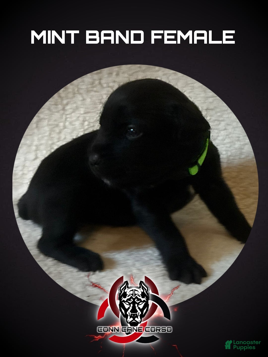 Cane Corso dogs Cane Corso Puppy 10 - Ad 26