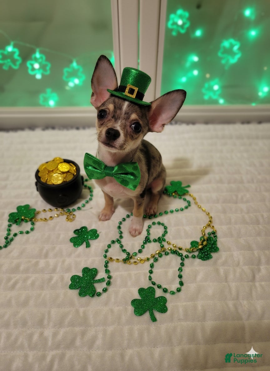 Chihuahua dogs Toy bentley - Ad 1