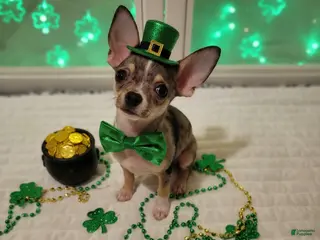 Chihuahua dogs for sale: Toy bentley - Ad 1