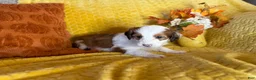 Mixed Breed dogs for sale: Bambi - Ad 2