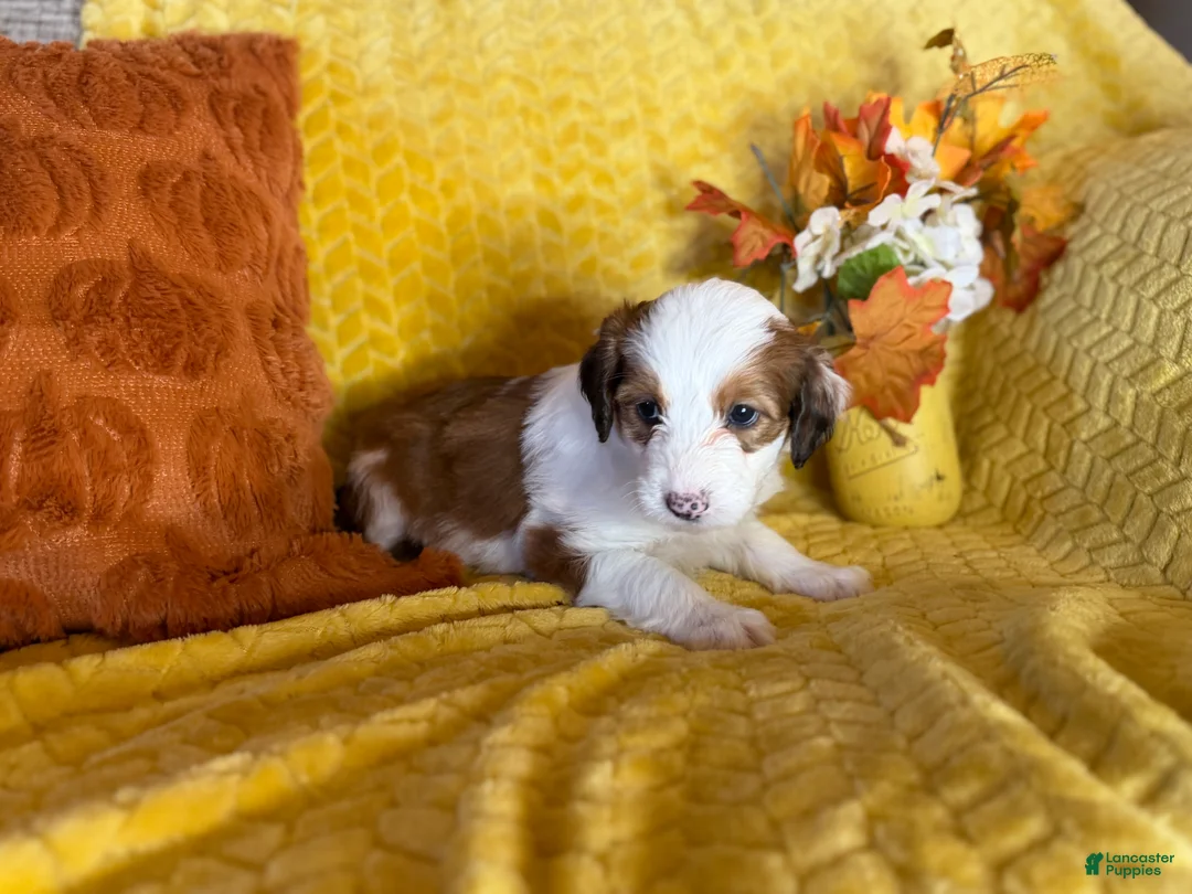 Mixed Breed dogs for sale: Bambi - Ad 2