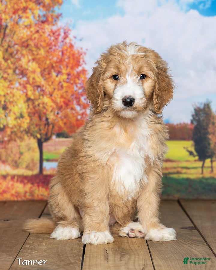 Goldendoodle dogs Tanner - Ad 1