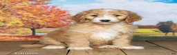 Goldendoodle dogs for sale: Tanner - Ad 1