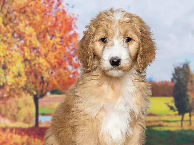 Goldendoodle dogs Tanner - Ad 1