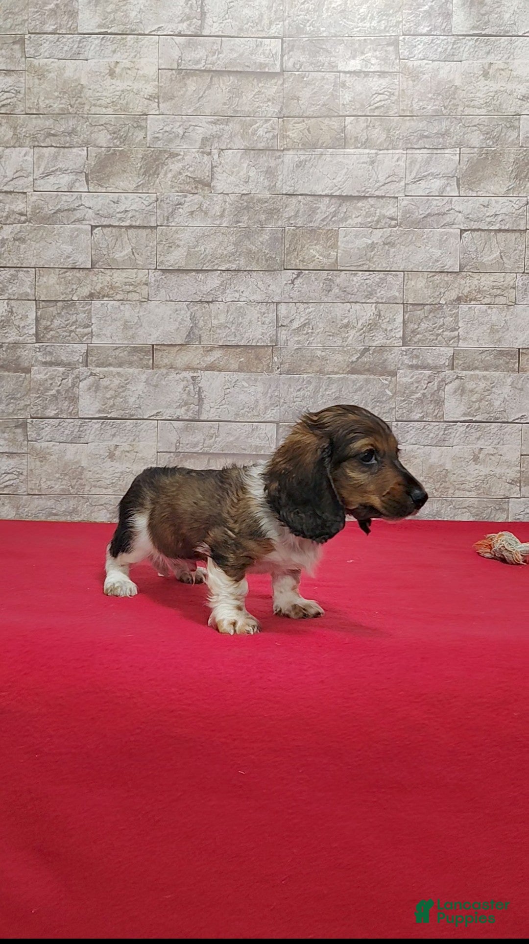 Miniature Dachshund dogs for sale: Stanley - Ad 2