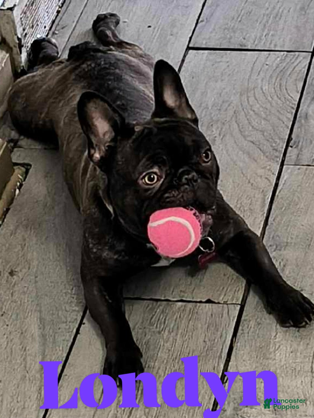 French Bulldog dogs for sale: Little Sassafrass - Ad 3