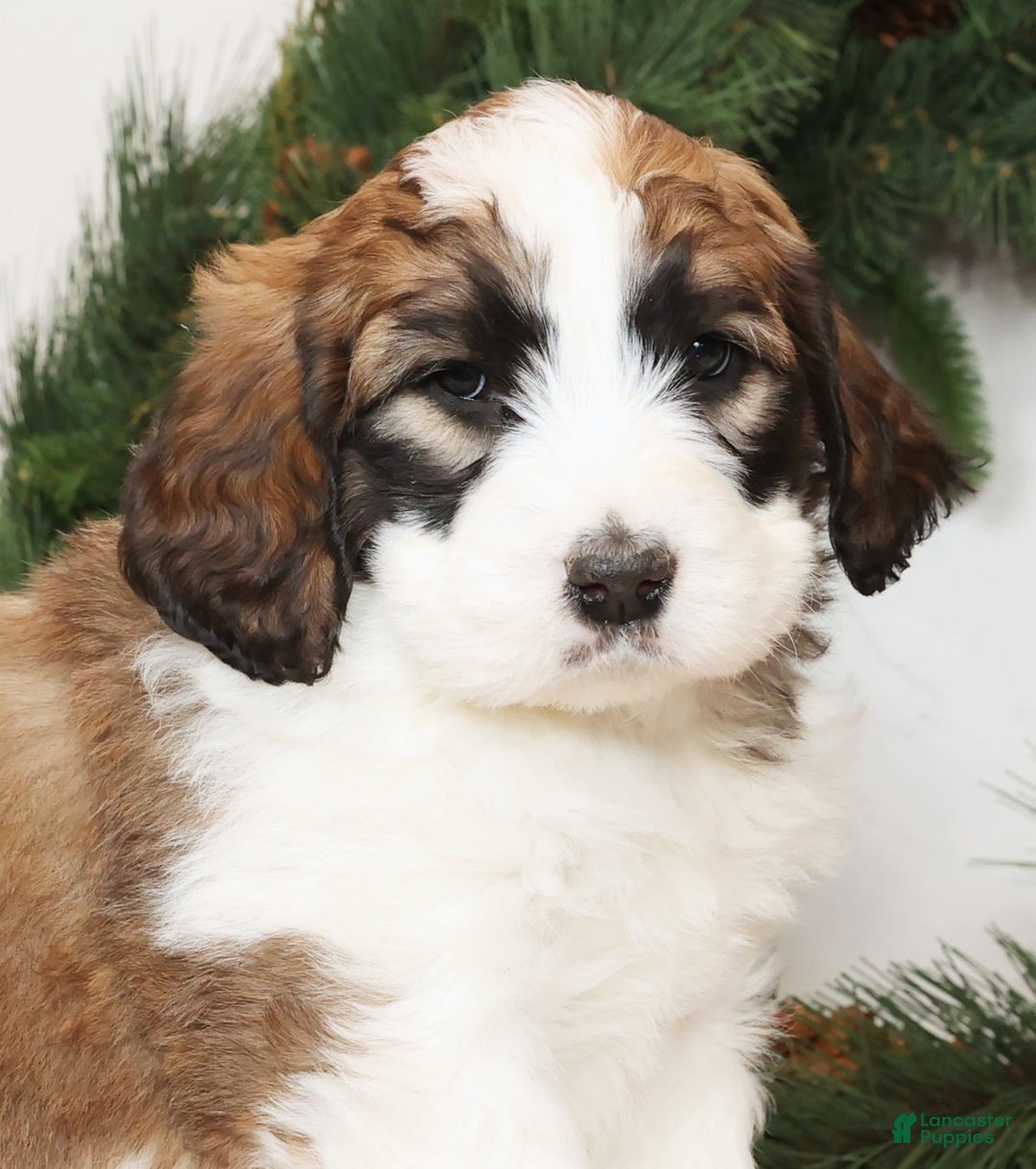 Saint Berdoodles dogs for sale: George - Ad 6
