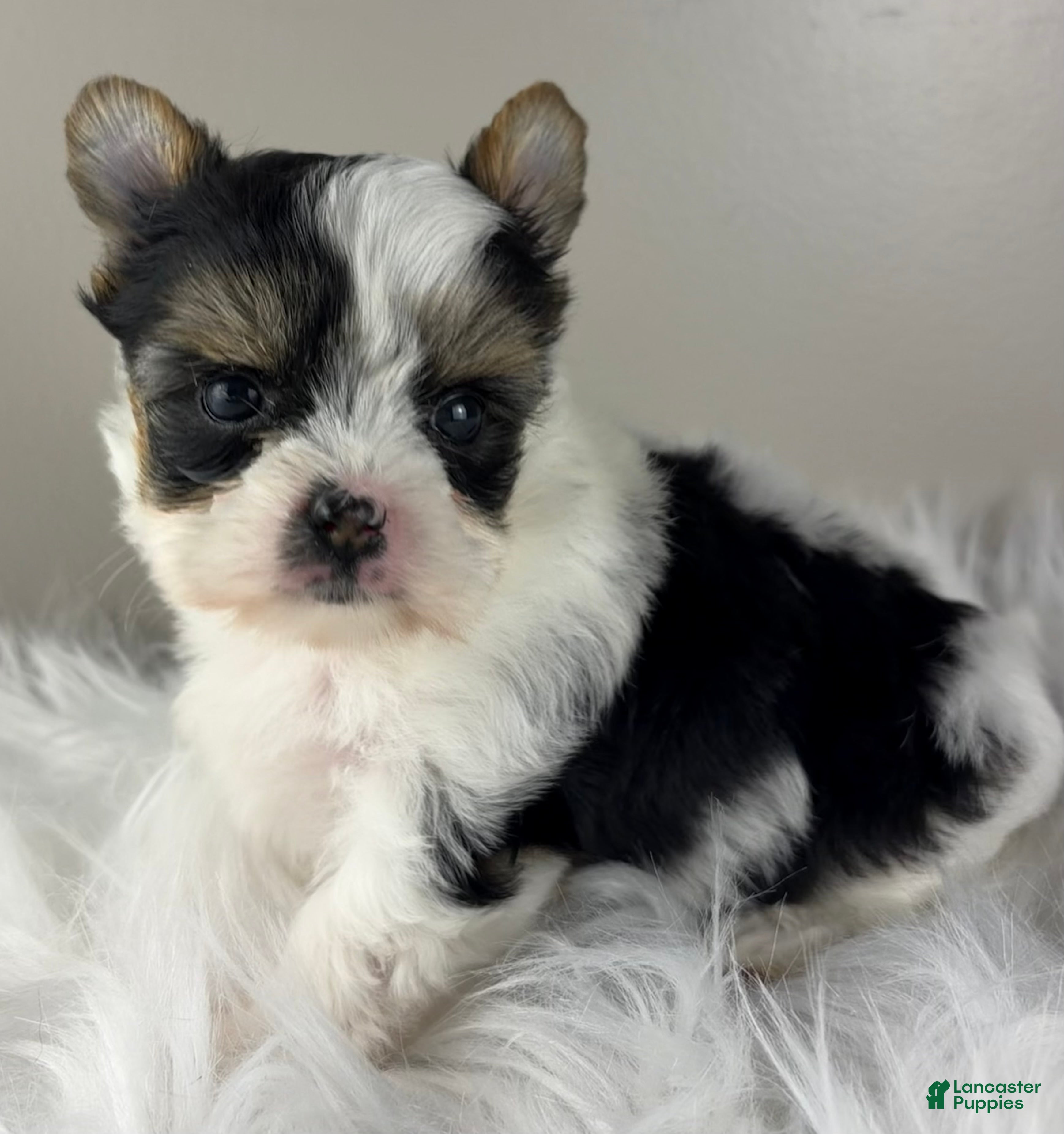 Yorkshire Terrier dogs Yorkshire Terrier 4 - Ad 2