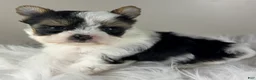 Yorkshire Terrier dogs for sale: Yorkshire Terrier 4 - Ad 2