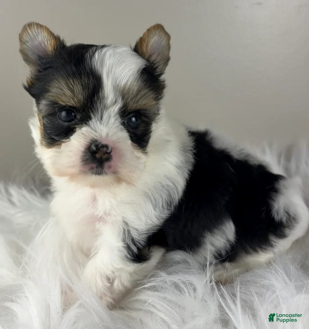 Yorkshire Terrier dogs for sale: Yorkshire Terrier 4 - Ad 2