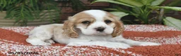 Cocker Spaniel dogs for sale: Dolly - Ad 5