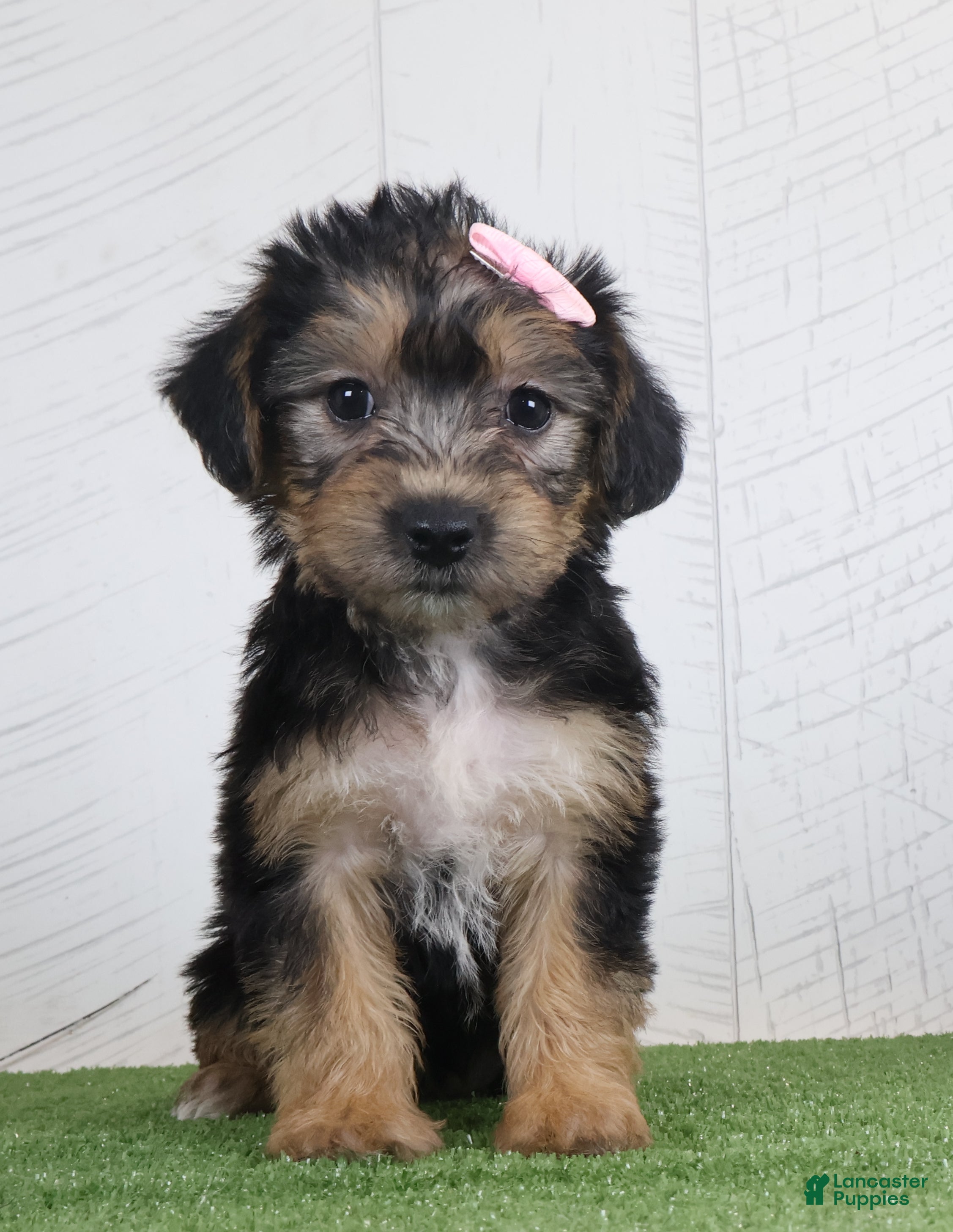 Yochon dogs for sale: Polly - Ad 1