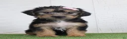 Yochon dogs for sale: Polly - Ad 1