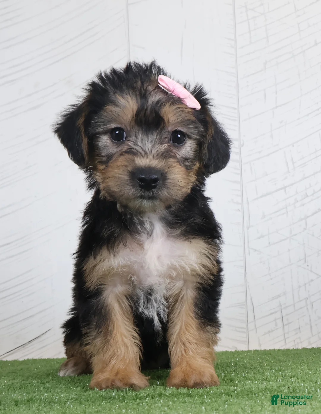 Yochon dogs for sale: Polly - Ad 1
