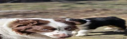 Australian Shepherd dogs for sale: Australian Shepherd Puppy 10 - Ad 13