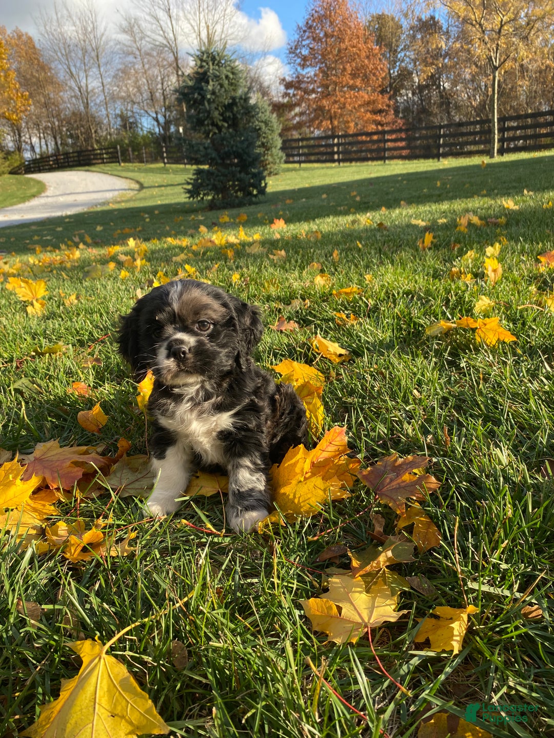 Cocker Spaniel dogs for sale: Oreo - Ad 2