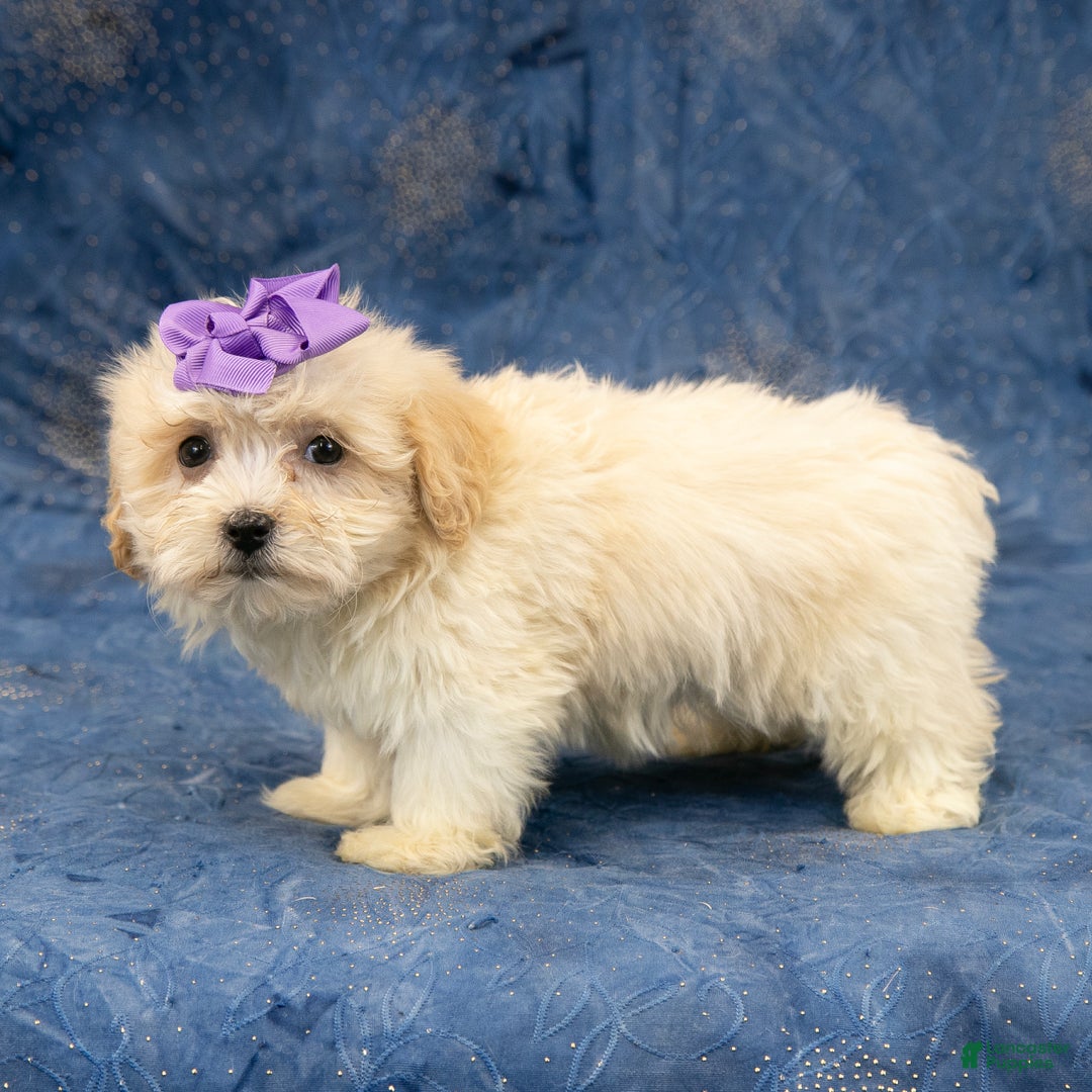 Havanese dogs for sale: Abby - Ad 2