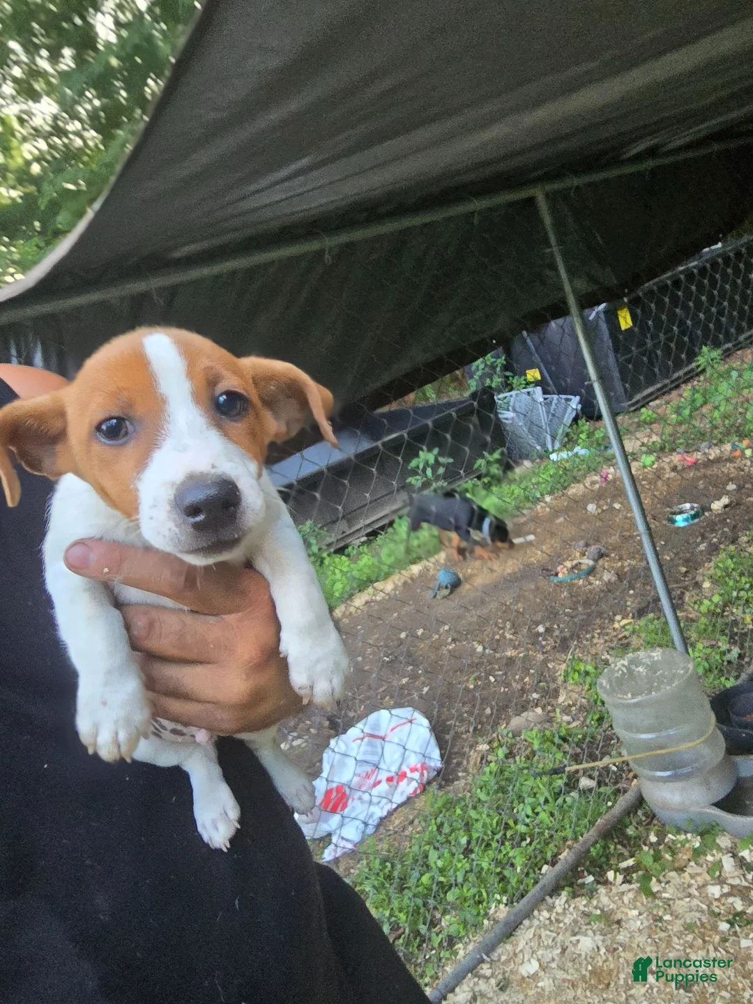 Jack Russell Terrier dogs for sale: Jack Russell Terrier 8 - Ad 1