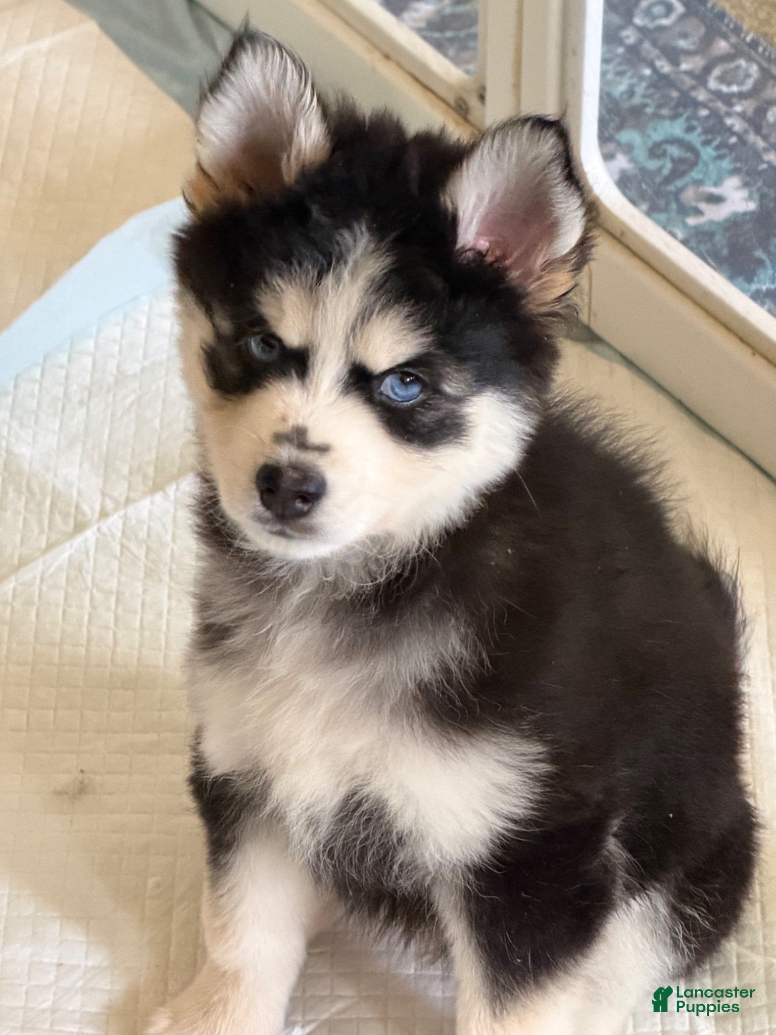 Pomsky dogs Angel  - Ad 10
