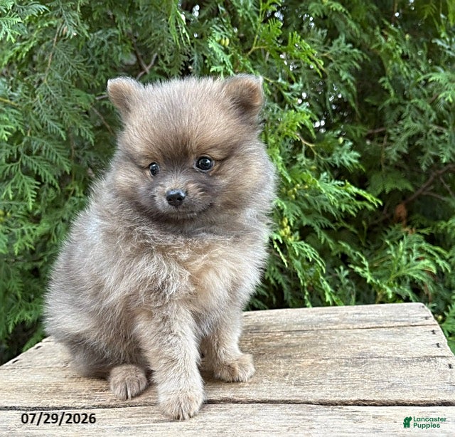 Pomeranian dogs Zeke - Ad 1
